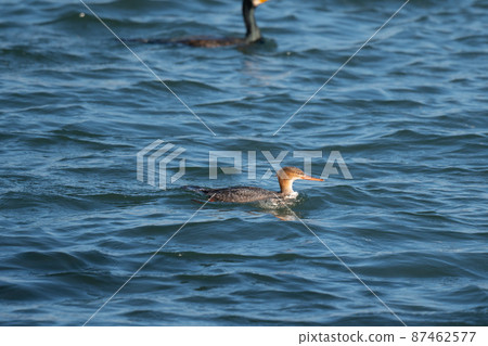 冬天在吉野川河口覓食的紅胸美人魚 06 87462577