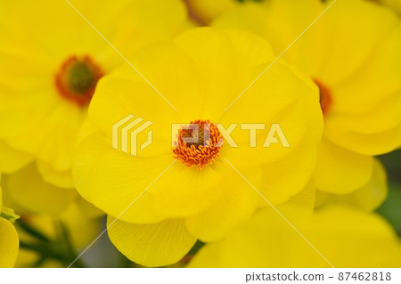 毛an屬（Lux Butaros） 87462818