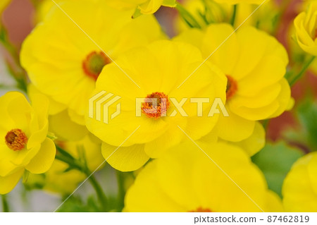 毛an屬（Lux Butaros） 87462819