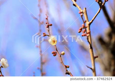 梅花蝴蝶 梅花蝴蝶 87462924