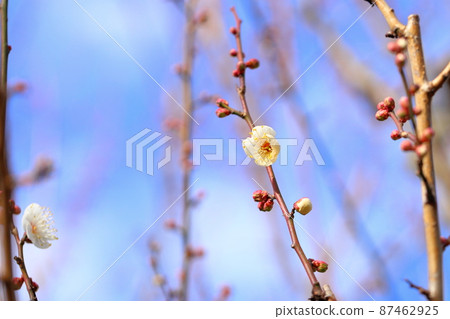 梅花蝴蝶 梅花蝴蝶 87462925