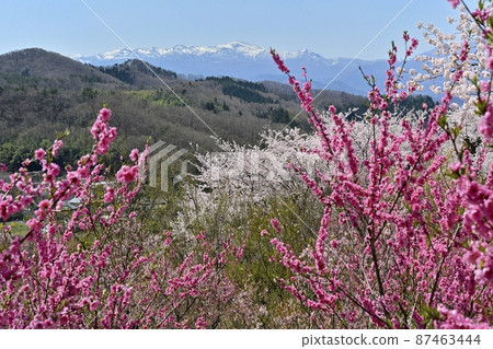福島市花見山公園和殘雪的安達多拉山脈開花的樹木 87463444