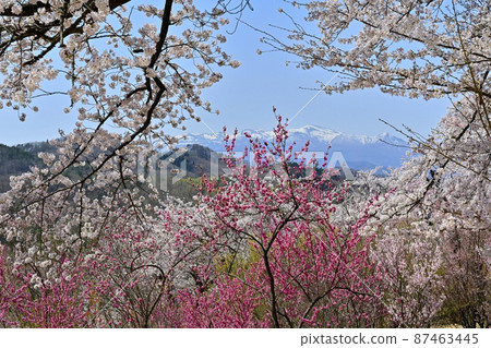 福島市花見山公園和殘雪的安達多拉山脈開花的樹木 福島市花見山公園和殘雪的安達多拉山脈開花的樹木 87463445