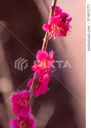 Image of red plum Image of red plum 87463571