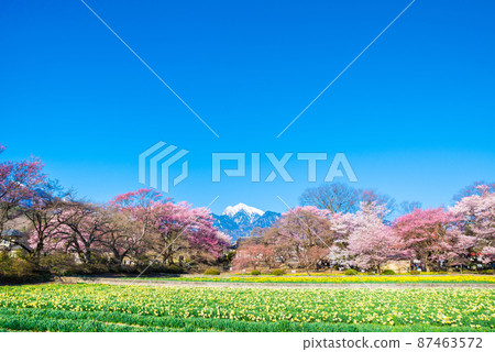 Spring of Jissoji Temple _ Cherry blossom trees, narcissus flower fields and mountain scenery of the Southern Alps (Hokuto City, Yamanashi Prefecture) Spring of Jissoji Temple _ Cherry blossom trees, narcissus flower fields and mountain scenery of the Southern Alps (Hokuto City, Yamanashi Prefecture) 87463572