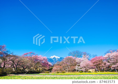Spring of Jissoji Temple _ Cherry blossom trees, narcissus flower fields and mountain scenery of the Southern Alps (Hokuto City, Yamanashi Prefecture) Spring of Jissoji Temple _ Cherry blossom trees, narcissus flower fields and mountain scenery of the Southern Alps (Hokuto City, Yamanashi Prefecture) 87463573