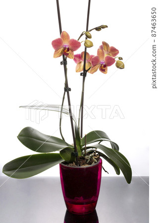 Scrub phalaenopsis orchid in a colored pot on a white background 87463650