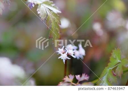 Seri bauren flowers Seri bauren flowers 87463947