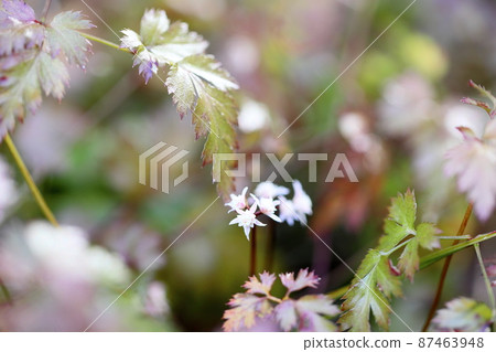 Seri bauren flowers Seri bauren flowers 87463948
