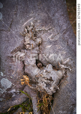 The root of a tree that grows in a complicated way The root of a tree that grows in a complicated way 87463949
