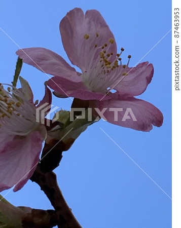 河津櫻花 河津櫻花 87463953