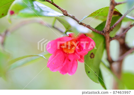 Camellia flower Kanzaki Akasuke 87463997