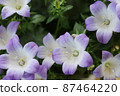 Campanula 87464220