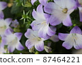 Campanula 87464221
