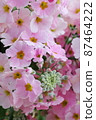 Primula 87464222