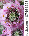Primula 87464223
