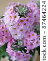 Primula 87464224