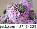 Primula 87464225