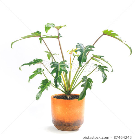 Potted foliage plant, Philodendron Kukkabara [white background] 87464243