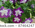 Saffinia 87464247