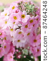 Primula 87464248