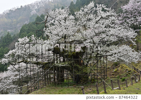 來自垂海的大櫻花 87464322