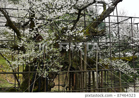 From the big cherry blossoms in Tarumi 87464323