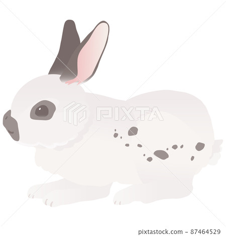 帶有可愛鱈魚圖案的英國斑兔矢量圖 87464529