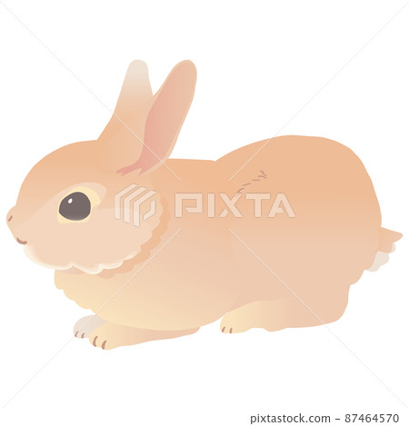 Netherlands Dwarf Cute Rabbit Vector Illustration Netherlands Dwarf Cute Rabbit Vector Illustration 87464570