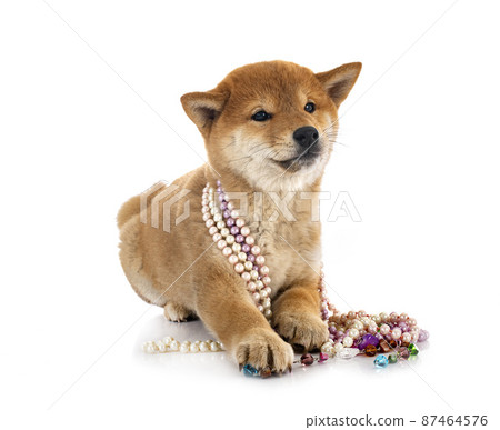 shiba inu in studio 87464576