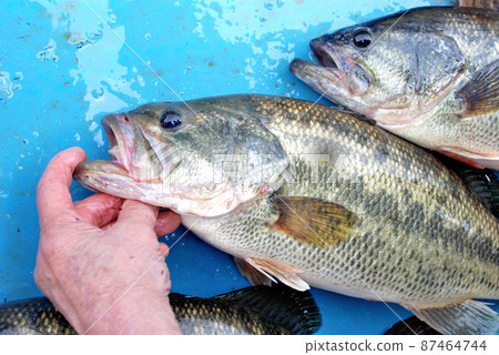 Good black bass 87464744