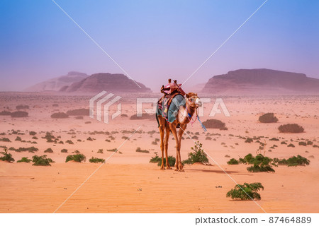 Wadi Rum, Jordan - Camel in Disah Desert 87464889