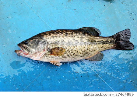 Good black bass 87464999