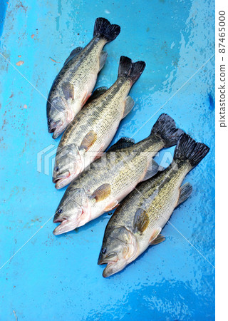 Good black bass 87465000