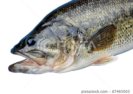 Upper body of a good black bass Upper body of a good black bass 87465003