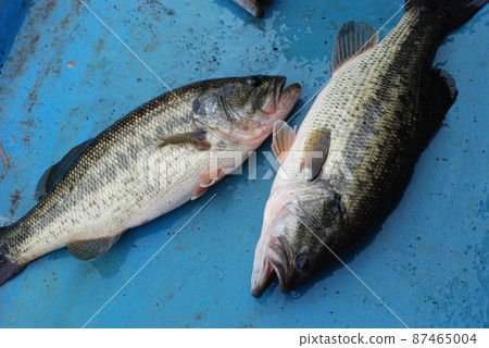 Good black bass 87465004