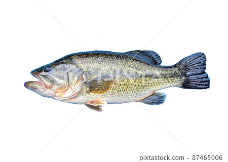 Good black bass Good black bass 87465006