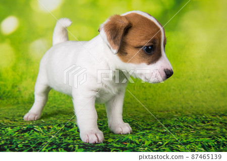 Jack Russell Terrier puppy dog on a green background Jack Russell Terrier puppy dog on a green background 87465139