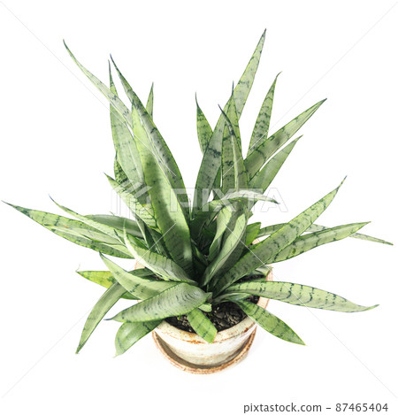 觀賞植物，虎尾蘭銀公主的葉子 [白色背景] 87465404