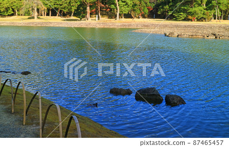 平泉毛辻寺淨土庭園的大泉池 平泉毛辻寺淨土庭園的大泉池 87465457