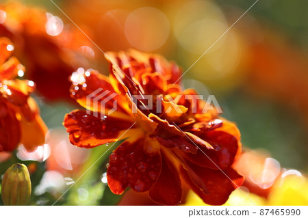 Marigold wet in the rain 87465990