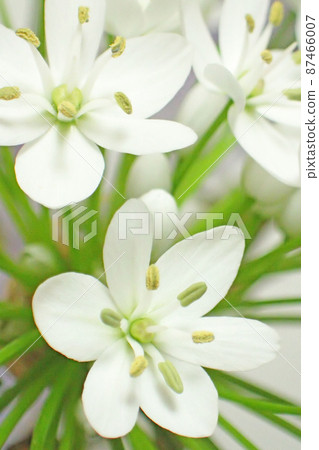 Allium cowanee flowers 87466007