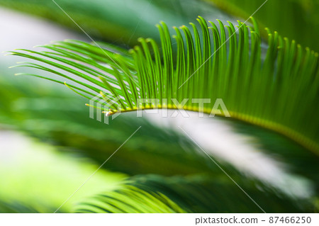 Green trees background Green trees background 87466250