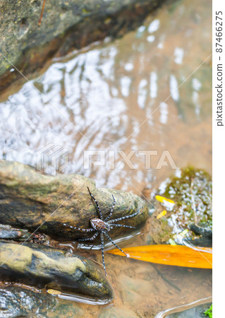 Spider on the rock in the waterfall Spider on the rock in the waterfall 87466275