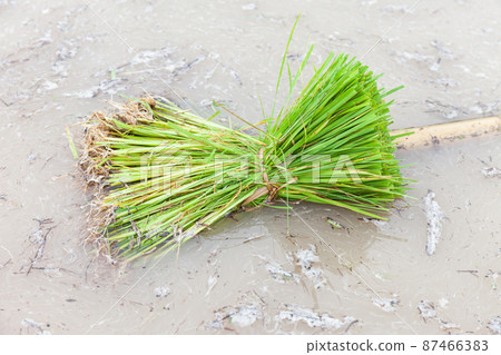 Young rice seedling preparation to plant in orderly rows 87466383