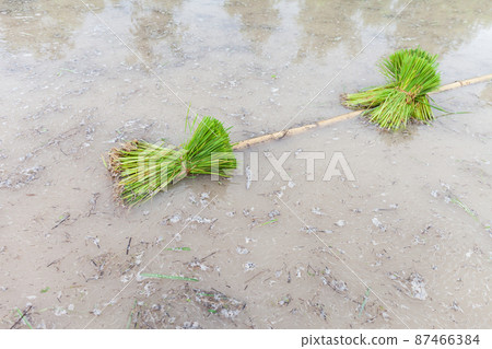 Young rice seedling preparation to plant in orderly rows Young rice seedling preparation to plant in orderly rows 87466384