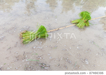 Young rice seedling preparation to plant in orderly rows 87466386