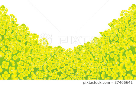 Rapeseed field Rapeseed field 87466641