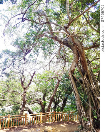 Okinawa Oonoyama Park Green 2 87466702