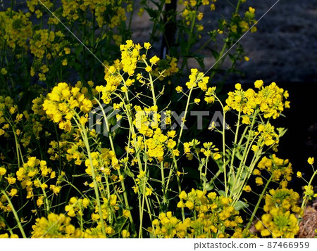 Hinata rape and Hikage rape (rape field in the shrine precincts) 87466959
